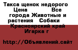 Такса щенок недорого › Цена ­ 15 000 - Все города Животные и растения » Собаки   . Красноярский край,Игарка г.